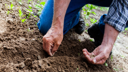 Seed Dealer Licensing-AgriIndustry-Grid